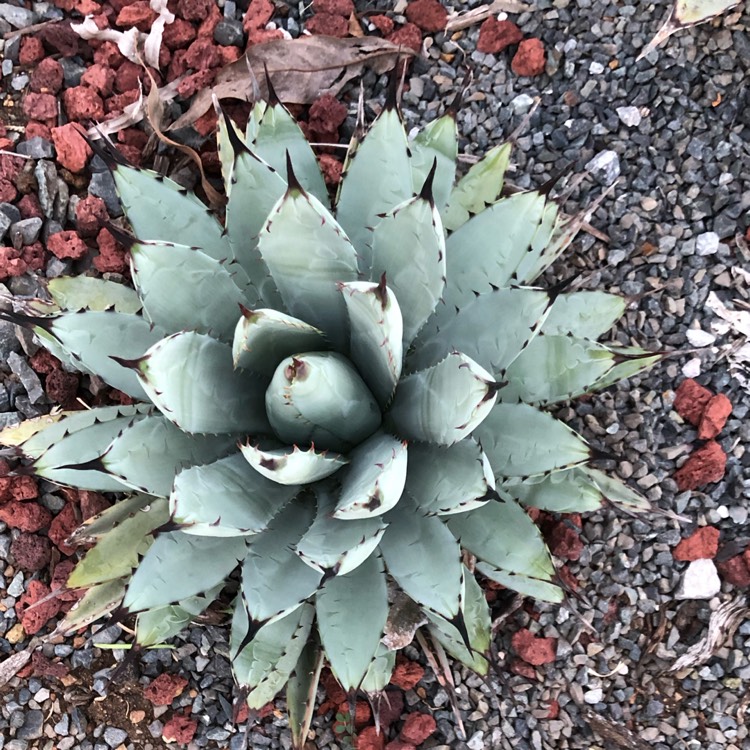 Plant image Agave Macroacantha