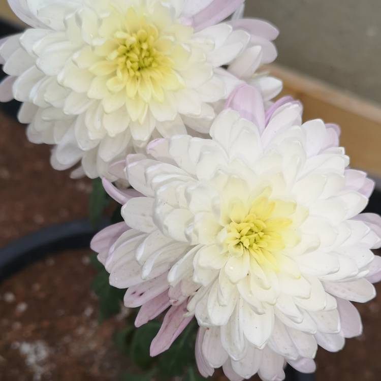 Plant image Chrysanthemum 'Allouise White'