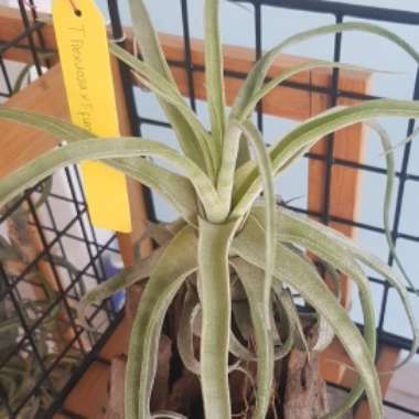 Tillandsia