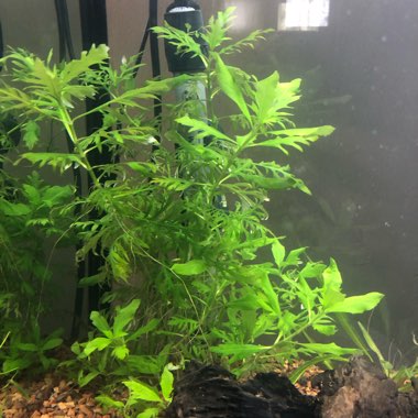 Hygrophila Difformis