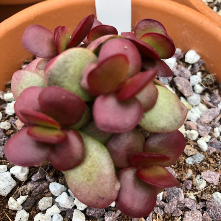 Plant image Crassula nudicaulis var platyphylla 'Burgundy'