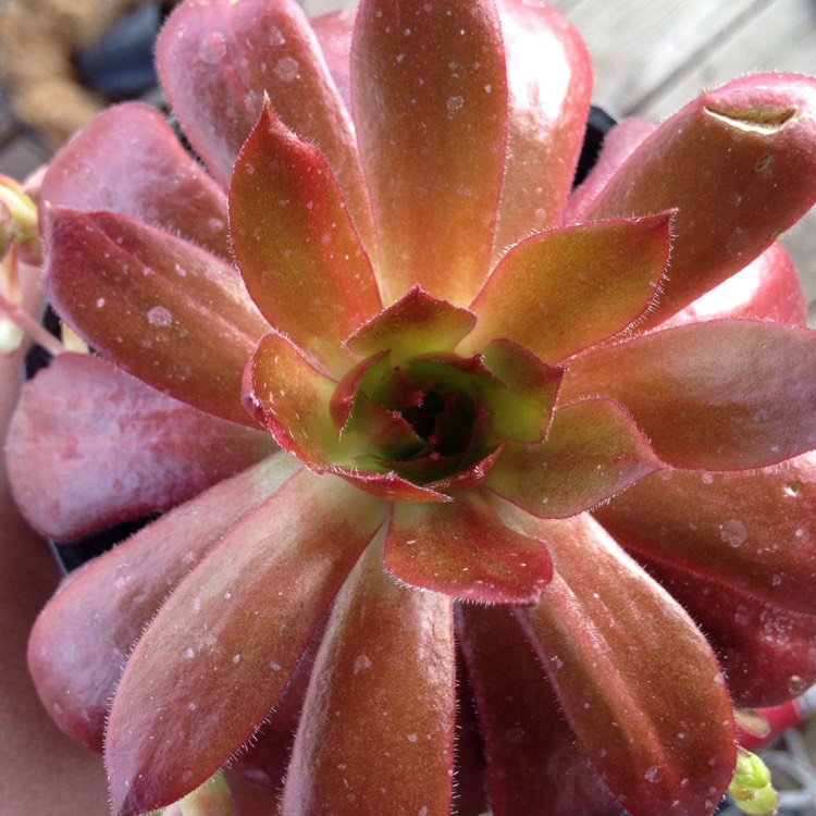 Plant image Sempervivum Cherry Berry