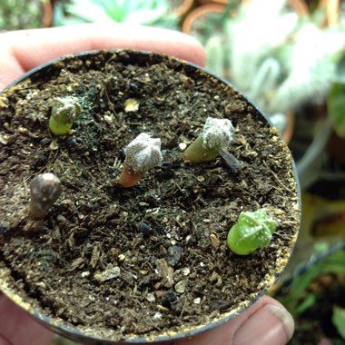 Astrophytum