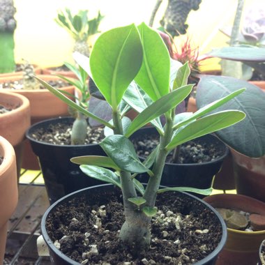 Adenium obesum