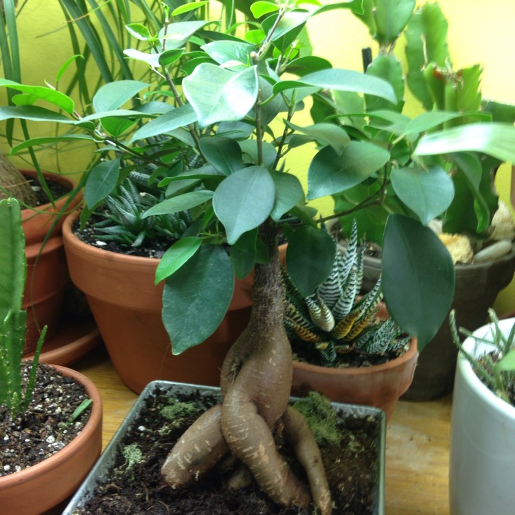 Plant image Ficus formosana (Bonsai)