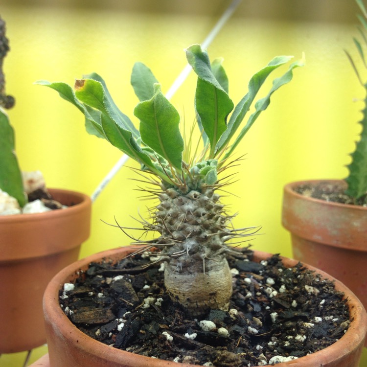 Pachypodium namaquanum, Elephant Trunk - uploaded by @ziggywallflower