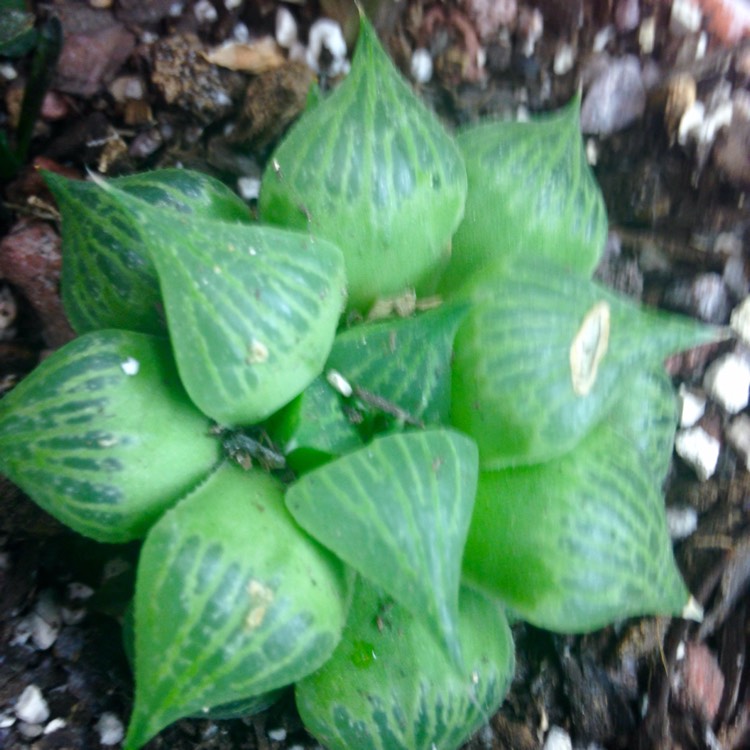 Plant image Haworthia mirabilis 'Badia'