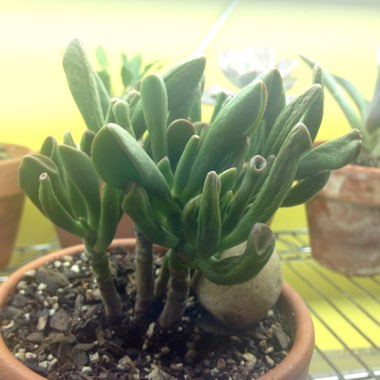 Crassula ovata Hobbit