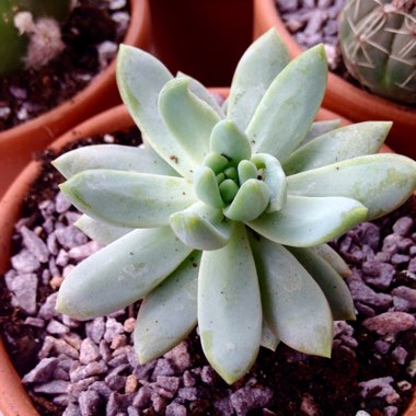 xSedeveria Lilac Mist