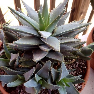 Aloe Brevifolia