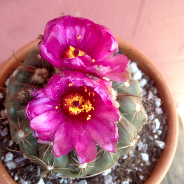 Plant image Notocactus ubelmannianus syn. Parodia werneri