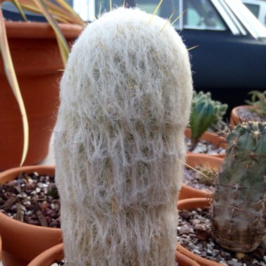 Cephalocereus Senilis