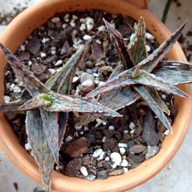 Aloe hybrid 'Pink Blush'