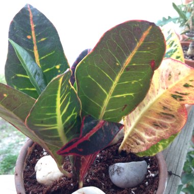 Codiaeum variegatum 'Petra'