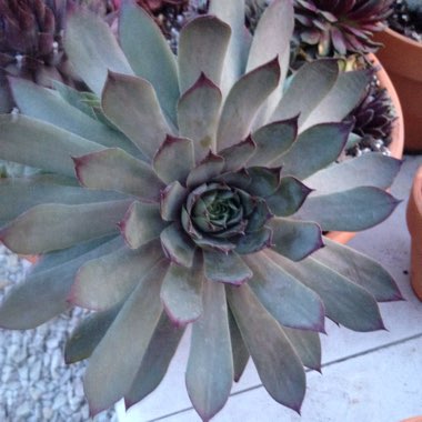 Sempervivum