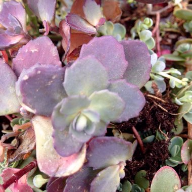 Sedum 'Sunsparkler Dazzleberry'