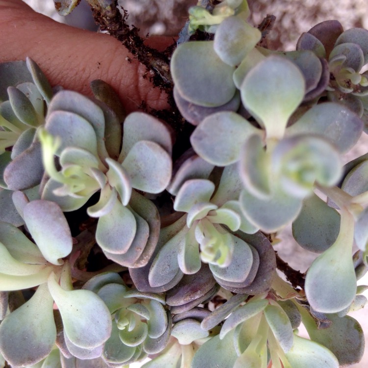 Plant image Sedum 'Sunsparkler Blue Elf'