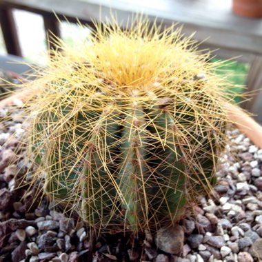 Parodia Magnifica