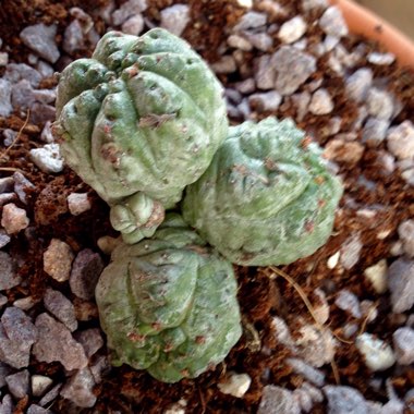 Euphorbia Pseudoglobosa