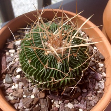 Stenocactus multicostatus syn. Echinofossulocactus multicostatus