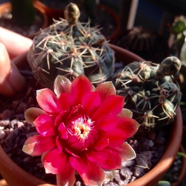 Gymnocalycium baldianum