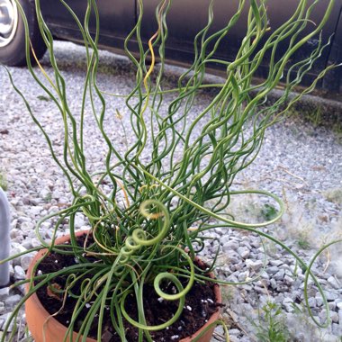 Juncus effusus f. 'Spiralis' syn. Juncus effusus 'Spiralis' dwarf