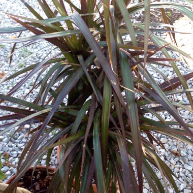 Dracaena marginata