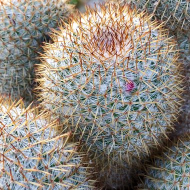 Mammillaria columbiana