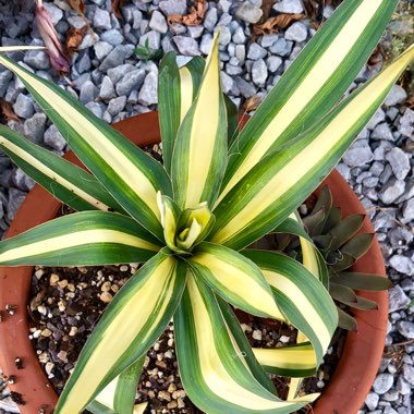 Yucca filamentosa 'Color Guard'