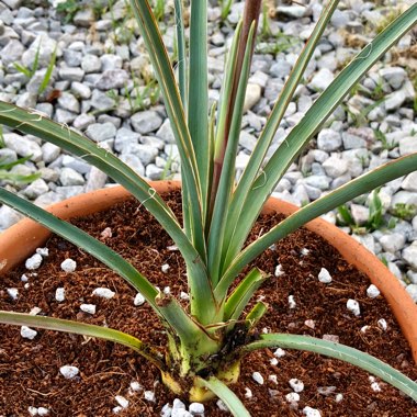 Hesperaloe Parviflora