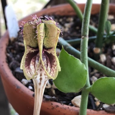 Ceropegia Sandersonii X Nilotica