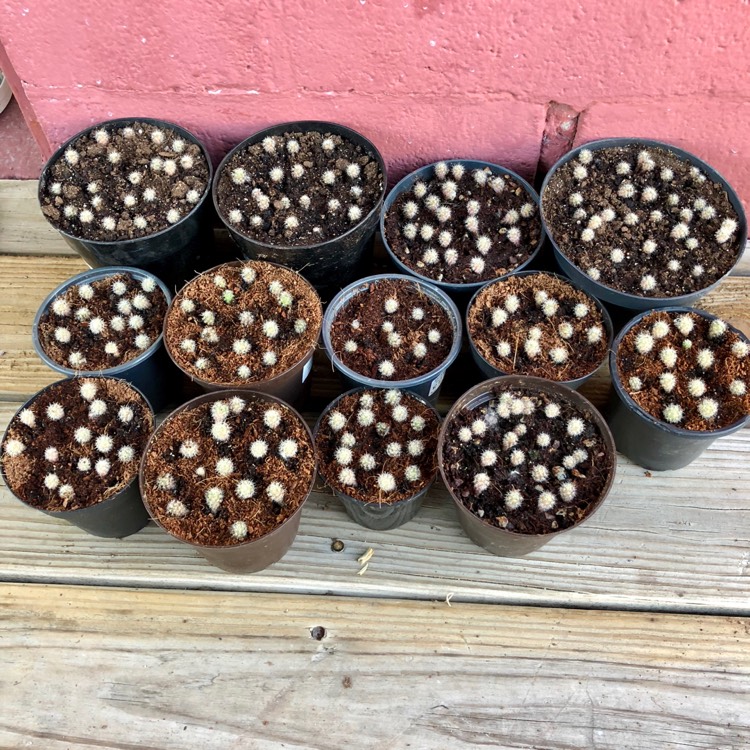 Plant image Mammillaria columbiana