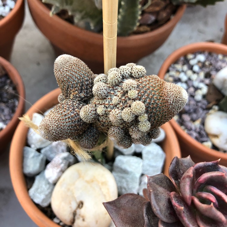 Plant image Rebutia heliosa var. cajasensis