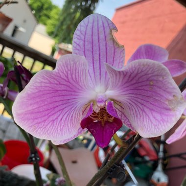 Phalaenopsis