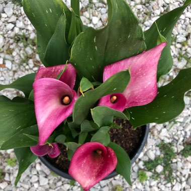 Zantedeschia rehmannii