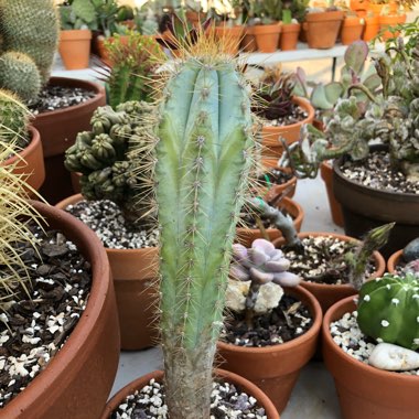 Pilosocereus azureus