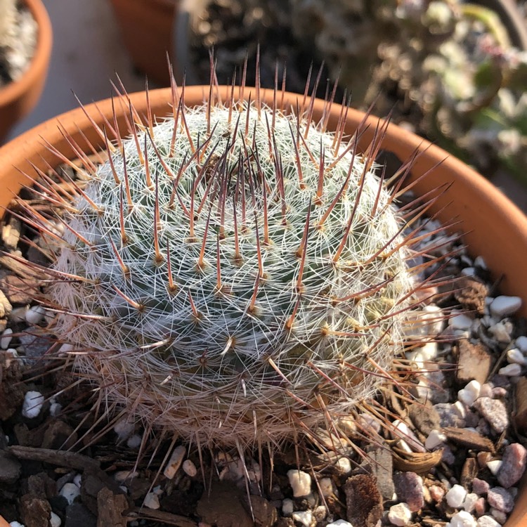 Plant image Mammillaria formosa subsp. chionocephala syn. Mammillaria chionocephala