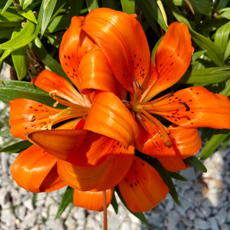 Plant image Lilium 'Tiny Invader'