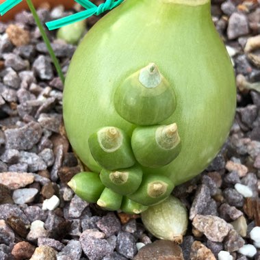 Albuca bracteata syn. Ornithogalum longebracteatum