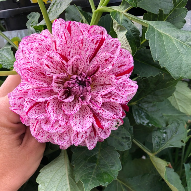 Plant image Dahlia 'GoGo Speckled Pink'