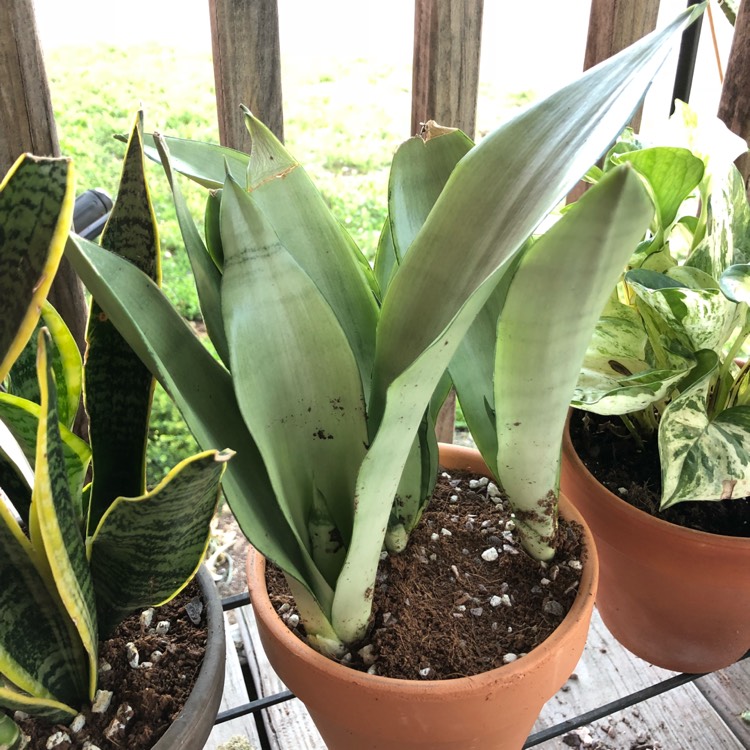 Plant image Sansevieria trifasciata 'Moonshine'