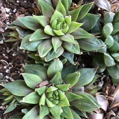 Haworthia Cymbiformis