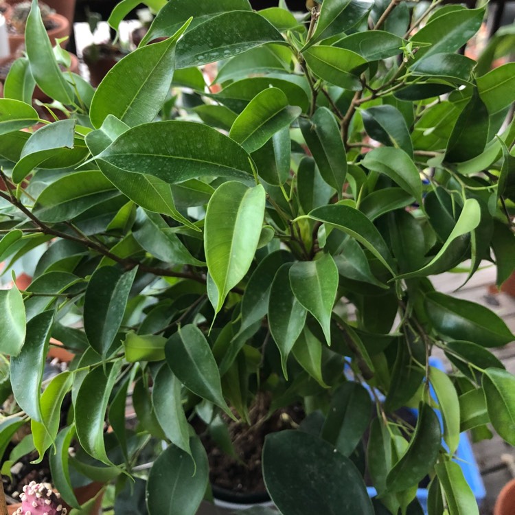 Plant image Ficus benjamina 'Exotica'