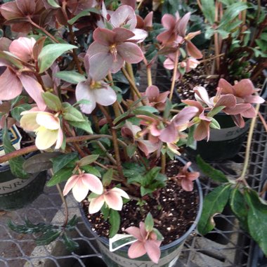 Helleborus x ballardiae 'Coseh 810' (HGC Series) syn. Helleborus x ballardiae 'HGC Merlin'