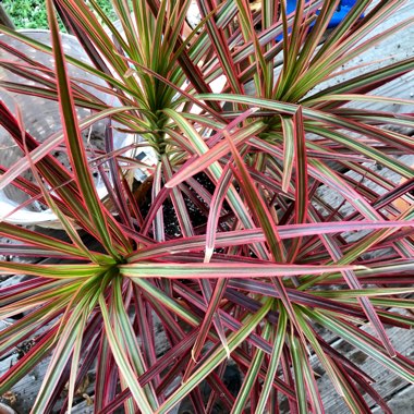 Dracaena marginata