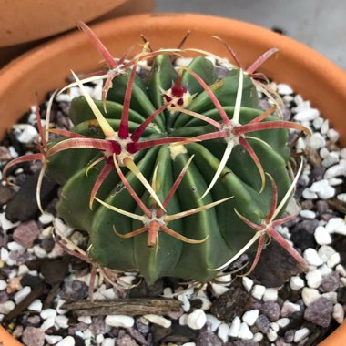 Ferocactus latispinus