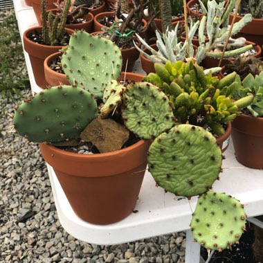 Opuntia humifusa