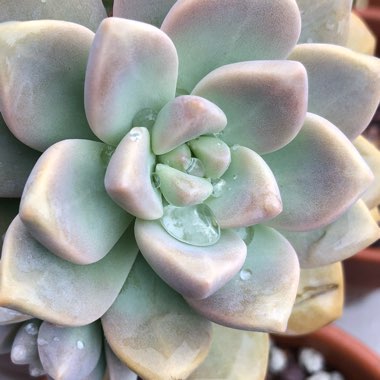 x Graptosedum Ghosty