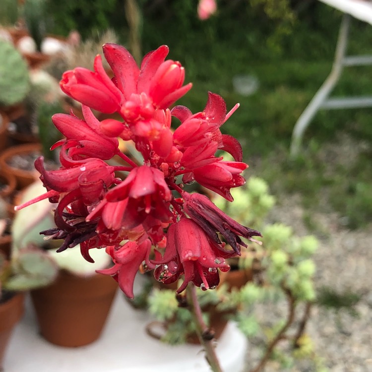 Plant image Hesperaloe Parviflora