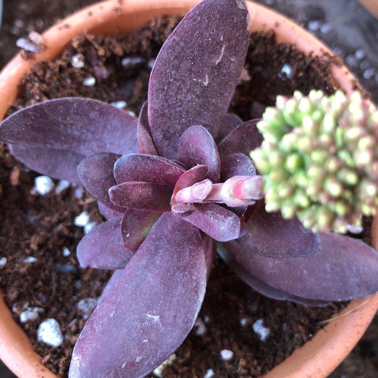 Plant image Crassula nudicaulis var platyphylla 'Burgundy'